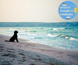 cane in spiaggia in Sardegna