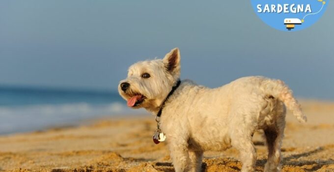 cane in spiaggia in Sardegna